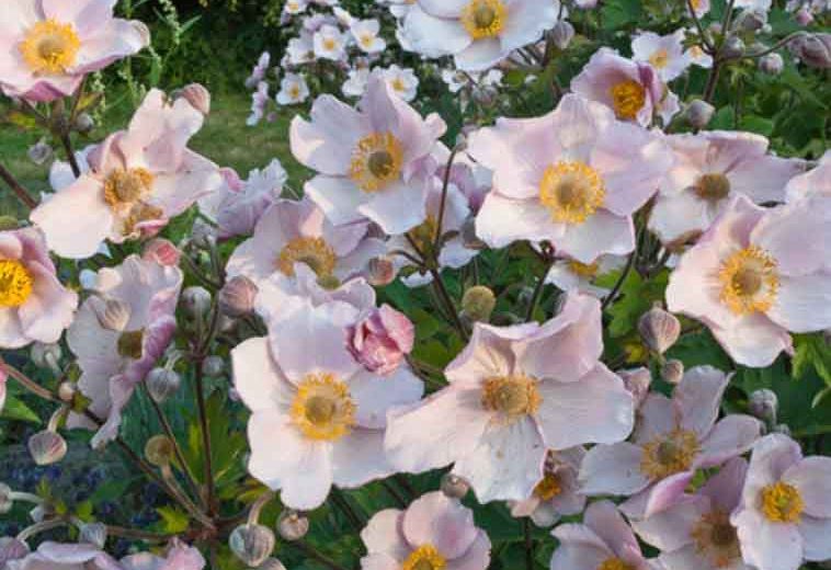 September Charm Anemone