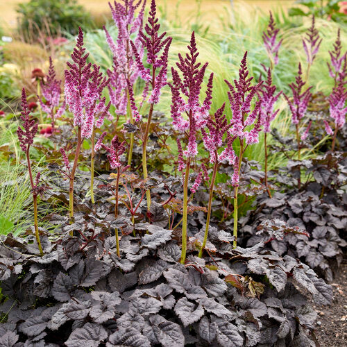 Montgomery Astilbe