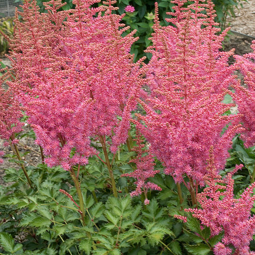Rise and Shine Astilbe