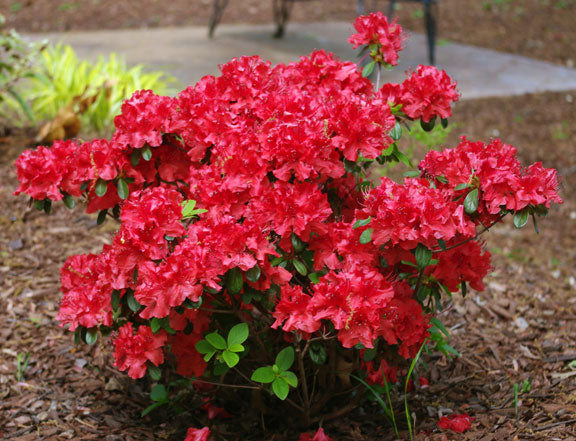 Girard's Hot Shot Azalea