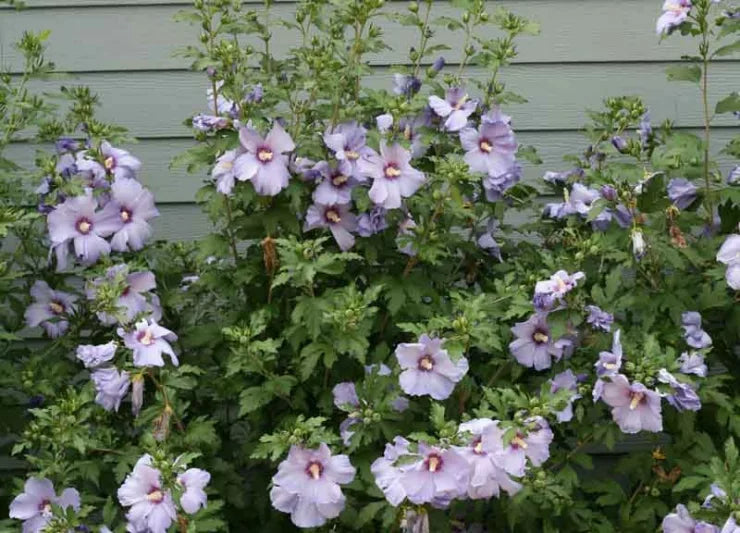 Azurri Satin Blue Rose of Sharon