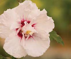 Bali Rose Of Sharon |First Editions|