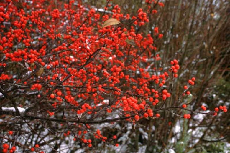Winter Bounty Winterberry Holly