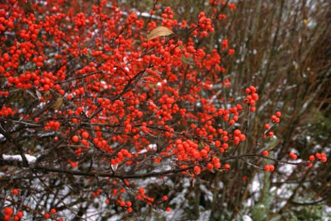 Winter Red Winterberry - (2-4ft)