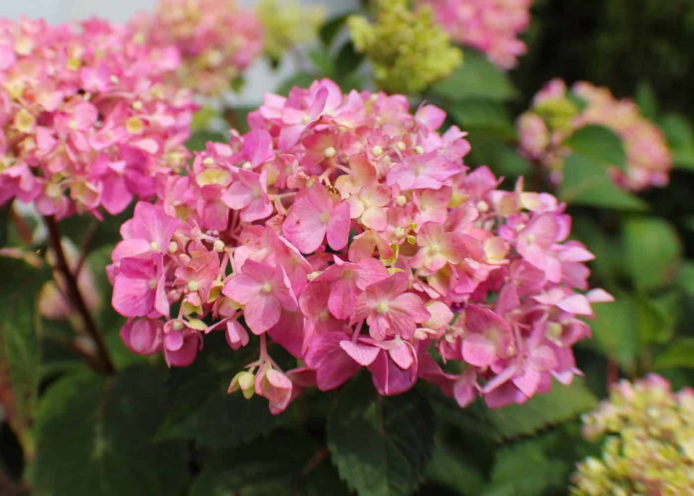 Let's Dance Can Do! Hydrangea