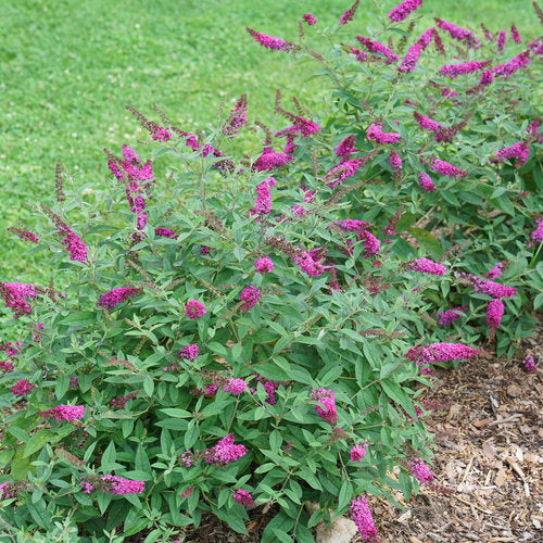 Lo & Behold Ruby Chip Butterfly Bush