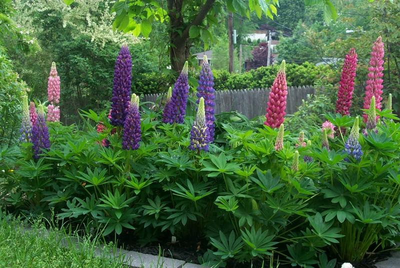 Gallery Mix Lupine