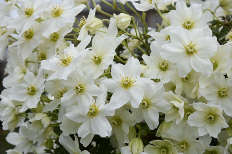 Candida Clematis