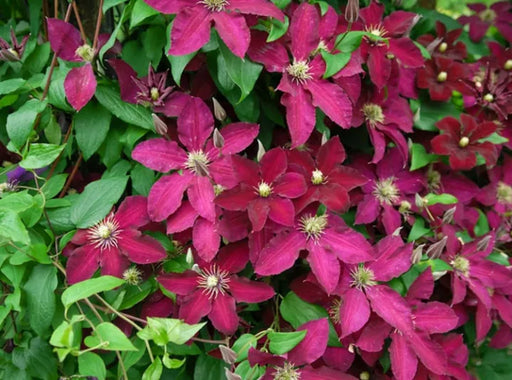 Jolly Good Clematis