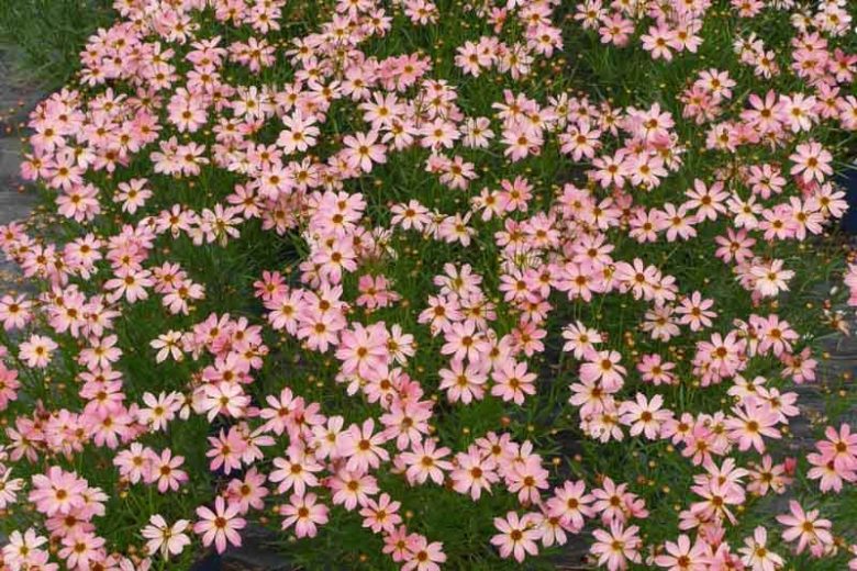 Permathread™ Shades of Rose Coreopsis