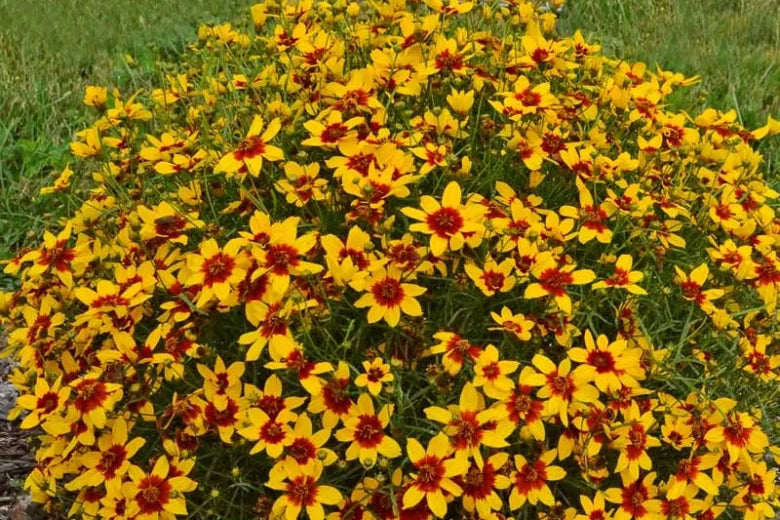 Sizzle & Spice Curry Up Coreopsis