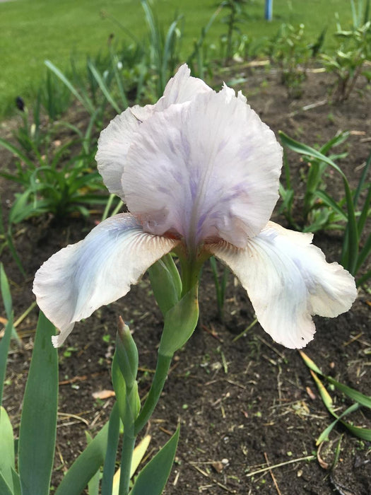 Precious Little Pink German Bearded Iris - 1 Gallon