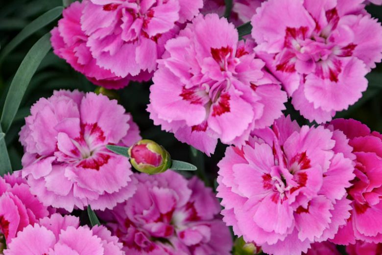 Pretty Poppers Goody Gumdrops Dianthus