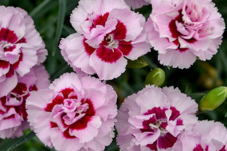 Pretty Poppers Kiss And Tell Dianthus