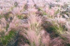 Undaunted Muhly Grass