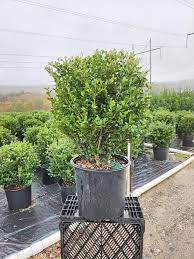 Chilly Willy Japanese Holly - (1.5-2.5ft)