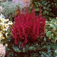 Astilbe Visions in Red - 2 Gallon (1ft)