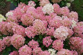 Fire Light Tidbit® Hydrangea