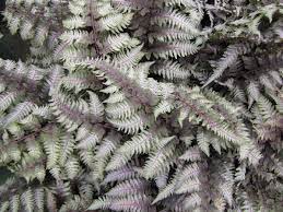 Regal Red Japanese Painted Fern - 2 Gallon (12-15")