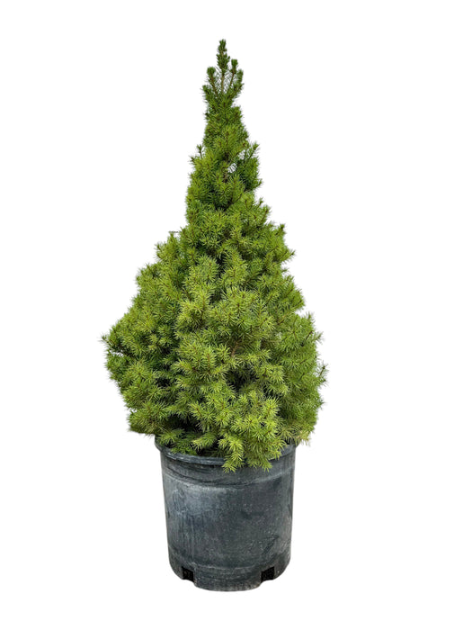 Dwarf Alberta Spruce