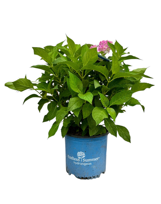 Endless Summer® Hydrangea - The Original Reblooming Hydrangea