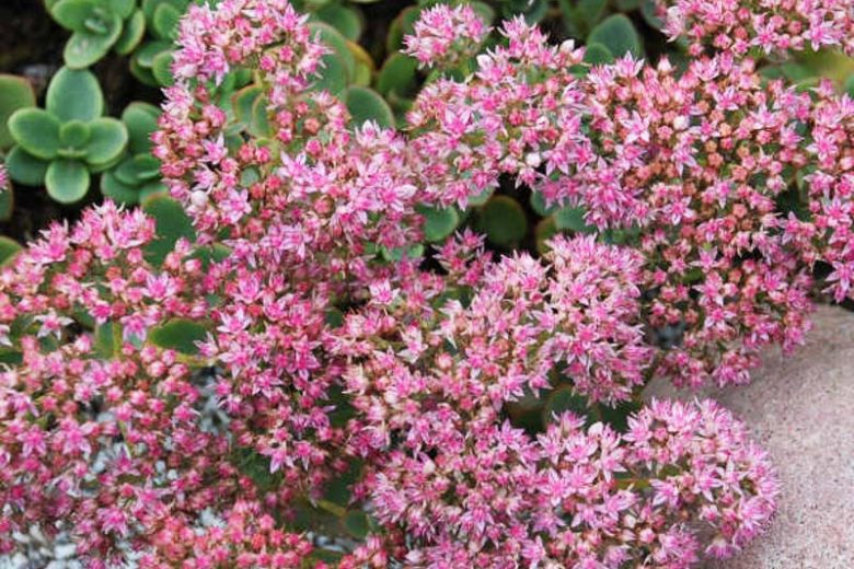 Sunsparkler® Lime Zinger Stonecrop