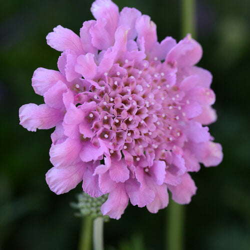 Flutter Rose Pink Pincushion Flower