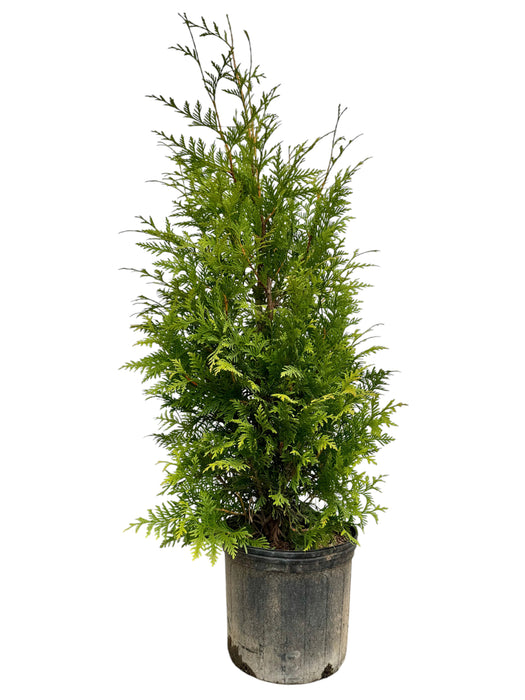 Green Giant Arborvitae