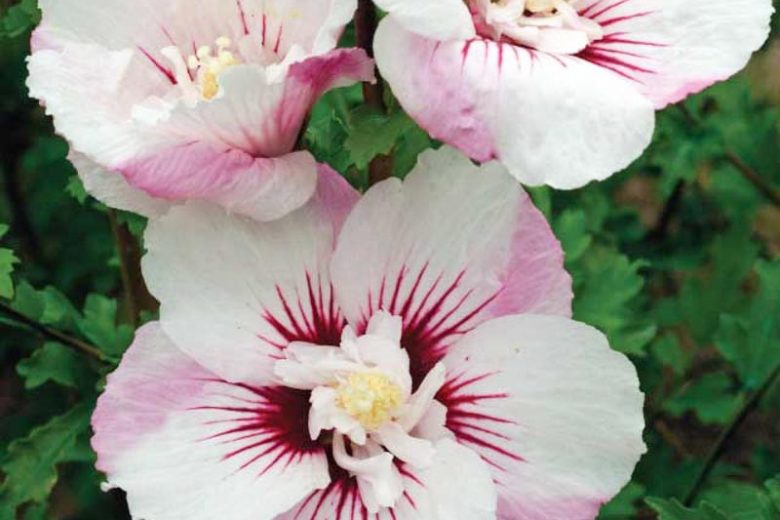 Fiji Rose of Sharon |First Editions|
