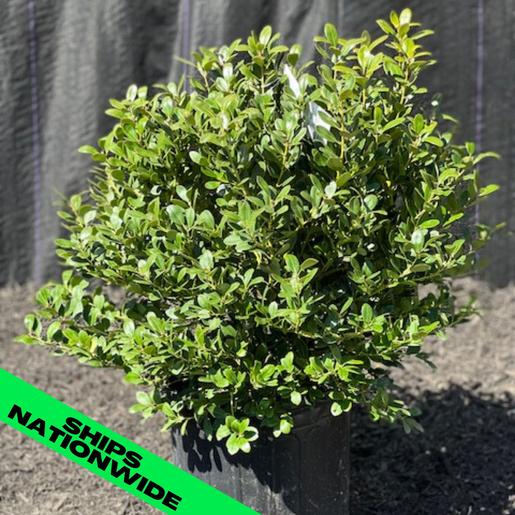 Compact Inkberry Holly - 3 Gallon (1.5-2ft)