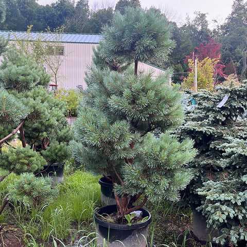 20G Waterer Scots Pine Pom Pom