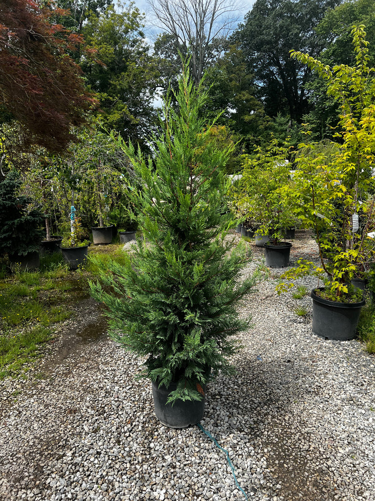 Leyland Cypress Tree Gardens of the World