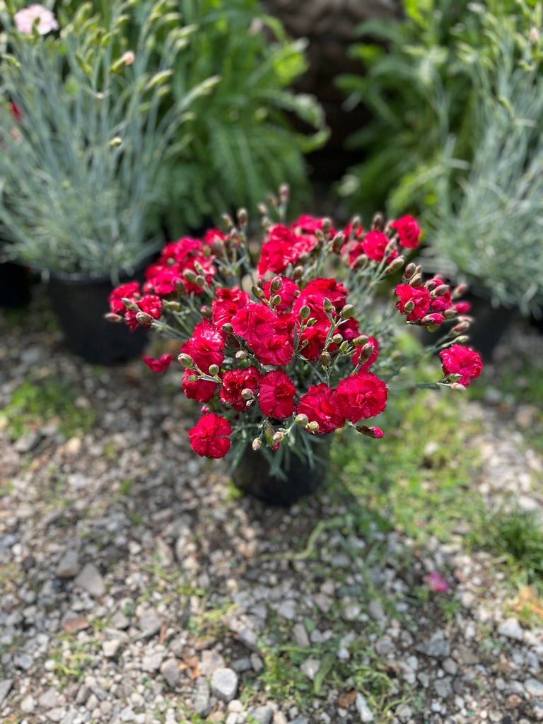 Early Bird Pink Radiance Dianthus (8-12