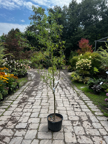Corkscrew Willow Tree - 6-7ft