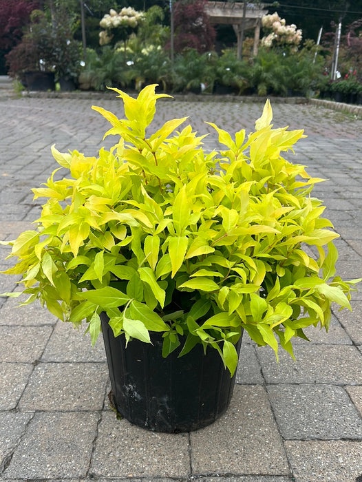 Honeybee Bush Honeysuckle