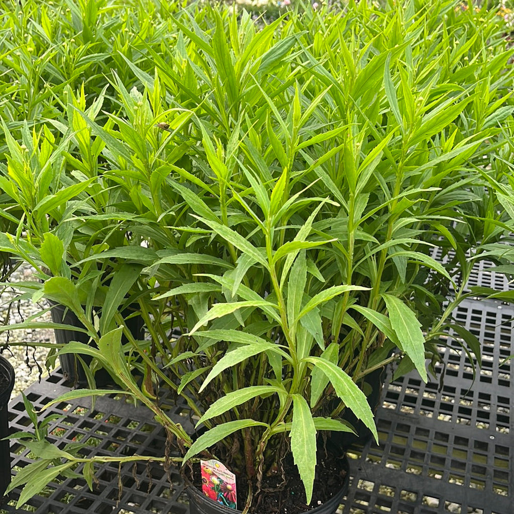 Trees & Shrubs Catalog — Gardens of the World