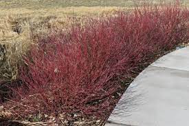 Bailey's Red Twig Dogwood