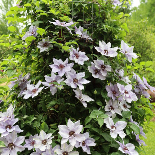 Still Waters Clematis