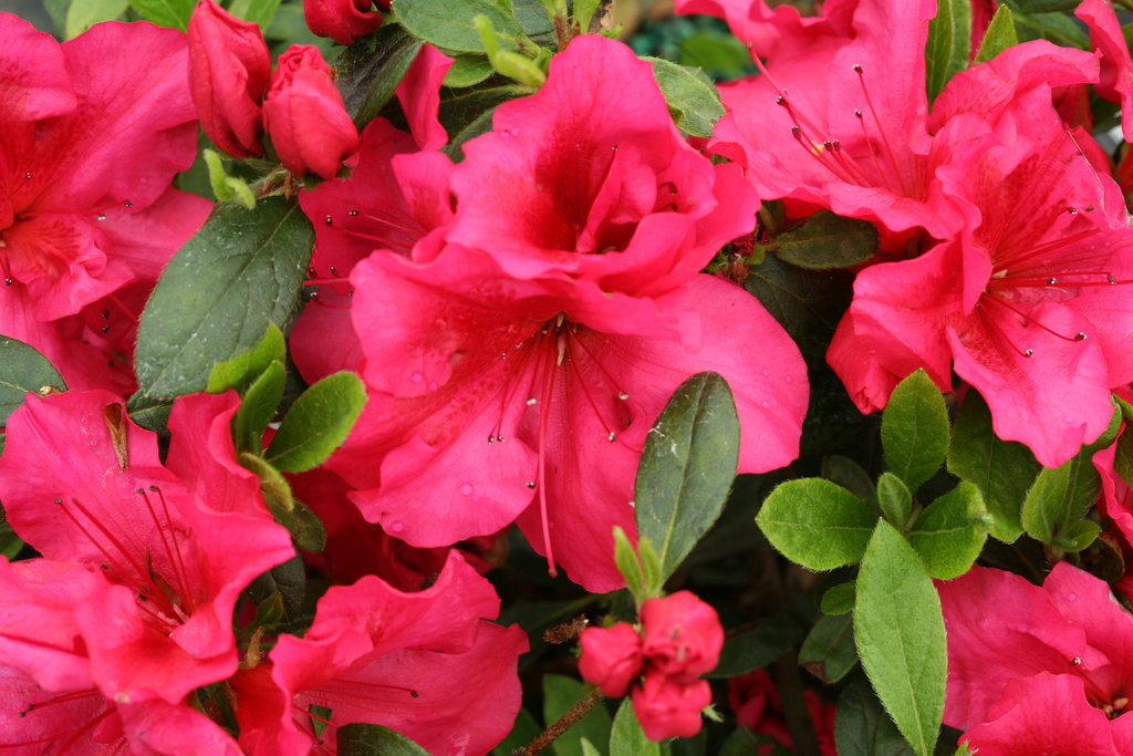 Girard's Rose Azalea