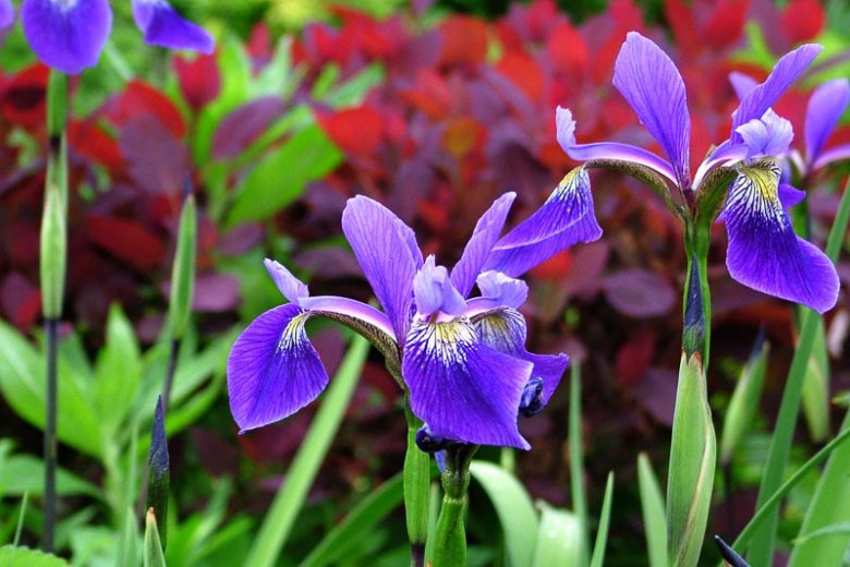 Purple Flame Iris