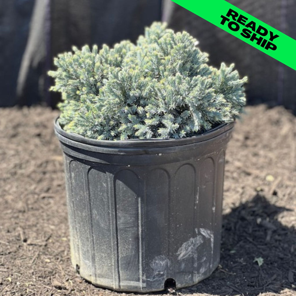 Blue Star Juniper 3 Gallon Gardens of the World