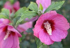 Lil Kim Red Rose Of Sharon