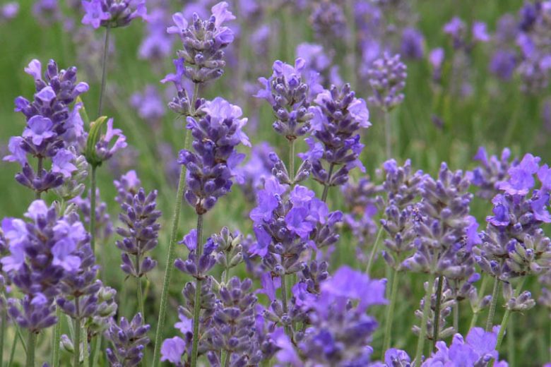 Hidcote Blue Lavender
