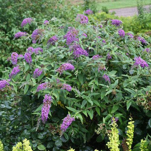 Lo & Behold Purple Haze Butterfly Bush