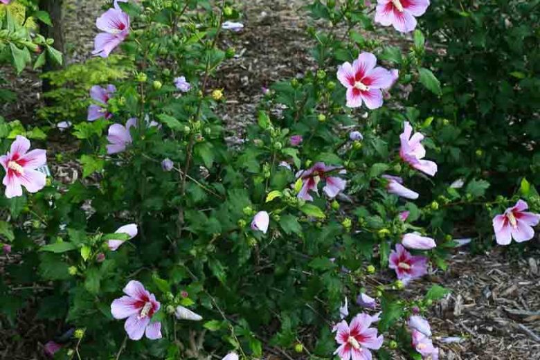 Orchid Satin® Rose of Sharon