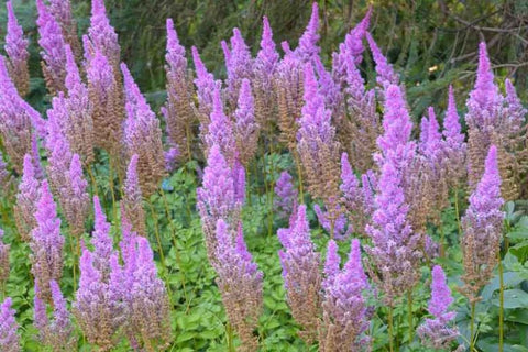 Purple Candles Astilbe - 2 Gallon (1ft)