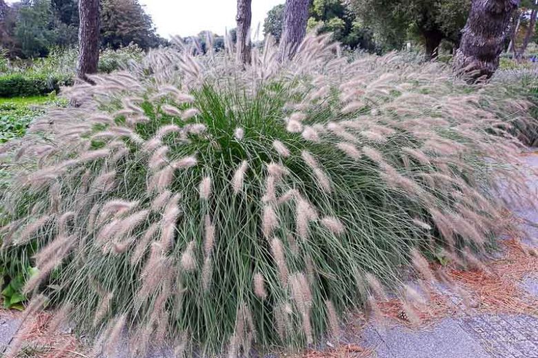 Karley Rose Fountain Grass — Gardens of the World