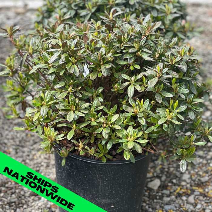 Girard's Renee Michelle Azalea