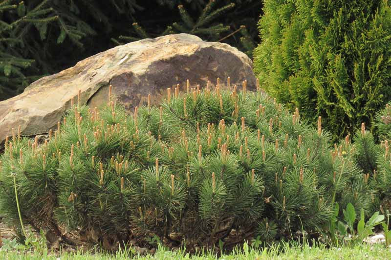 Slowmound Mugo Pine - 3 Gallon (1-1.5ft)