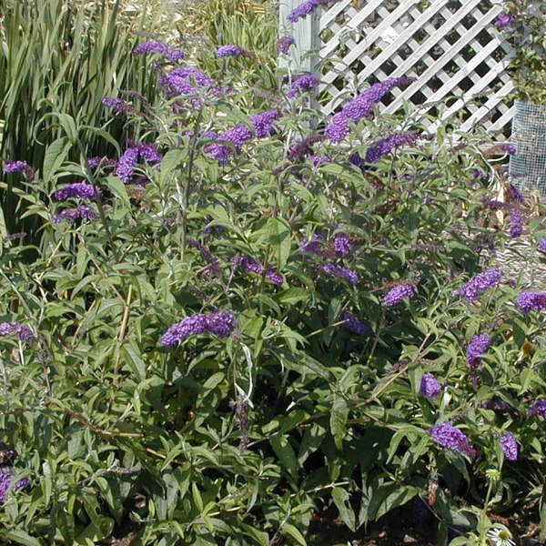 Dapper® Lavender Butterfly Bush